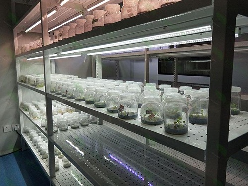 宁南植物组织培养实验室设计建设方案